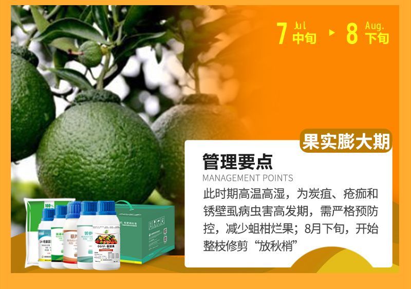 此時期高溫高濕，為炭疽、瘡癡和銹壁虱病蟲害高發(fā)期，需嚴格預(yù)防控，減少蛆柑爛果;8月下旬，開始整枝修剪“放秋梢”