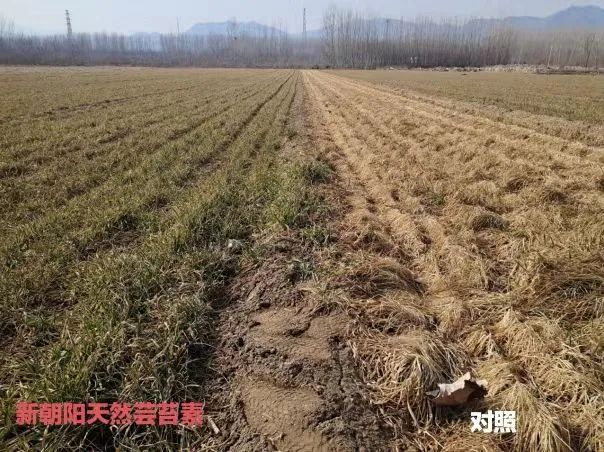 小麥拌種選新朝陽天然蕓苔素,讓小麥高產(chǎn)贏在起跑線上!(小麥在什么時候用蕓苔素效果最佳)